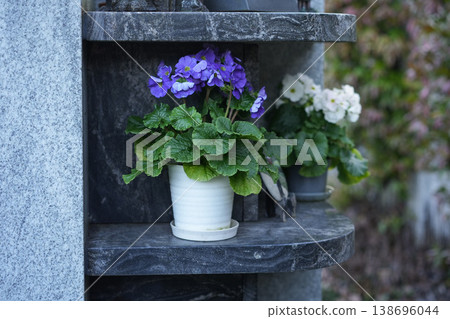 Primula flower pots on stone niche cemetery columbarium Primula flower pots on stone niche cemetery columbarium 138696044