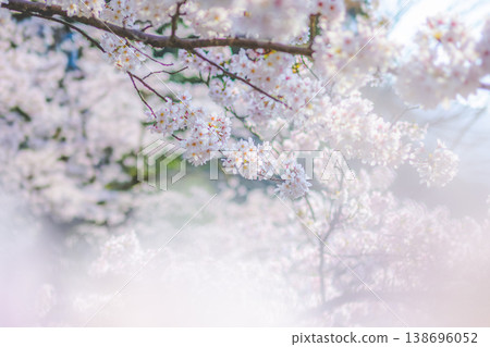cherry blossom closeup cherry blossom closeup 138696052