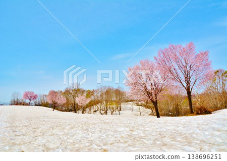 新潟縣魚沼市福山峠,早春時節,櫻花在殘雪中綻放。 新潟縣魚沼市福山峠,早春時節,櫻花在殘雪中綻放。 138696251