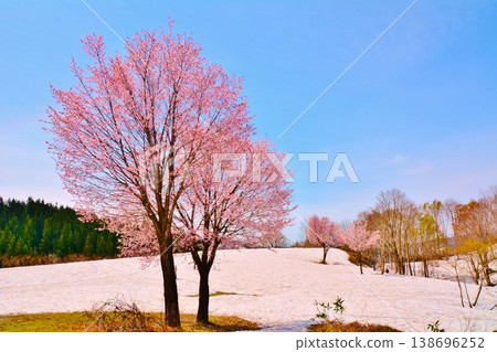 新潟縣魚沼市福山峠,早春時節,櫻花在殘雪中綻放。 新潟縣魚沼市福山峠,早春時節,櫻花在殘雪中綻放。 138696252