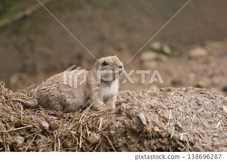 A prairie dog emerges from its burrow, covered in mud. 138696287