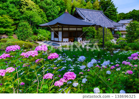 繡球花和鳶尾花在初夏的藍天下盛開：橫濱正岳寺院內鮮花盛開的景象。 138696325
