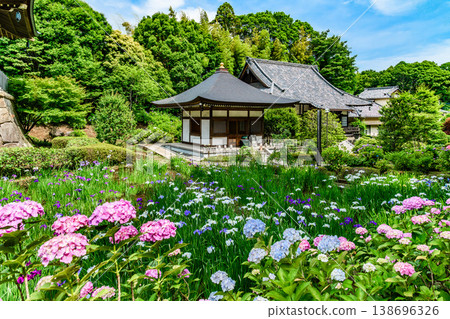 Hydrangeas and irises blooming against the early summer blue sky: A scene of flowers in full bloom on the grounds of Shogaku-ji Temple in Yokohama. Hydrangeas and irises blooming against the early summer blue sky: A scene of flowers in full bloom on the grounds of Shogaku-ji Temple in Yokohama. 138696326