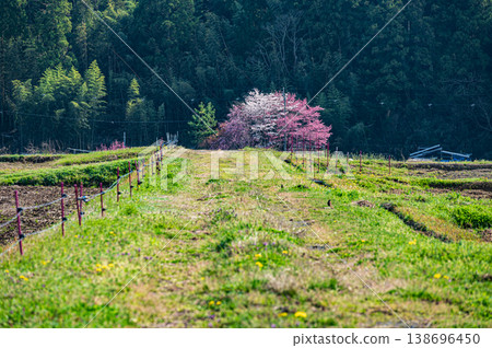 Terraced rice fields in Ogi, Otsu City, Shiga Prefecture Terraced rice fields in Ogi, Otsu City, Shiga Prefecture 138696450
