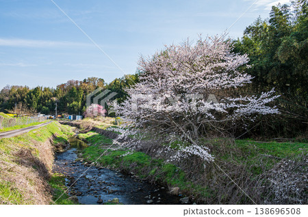 Cherry blossoms blooming in the foothills, Ogi, Otsu City, Shiga Prefecture 138696508