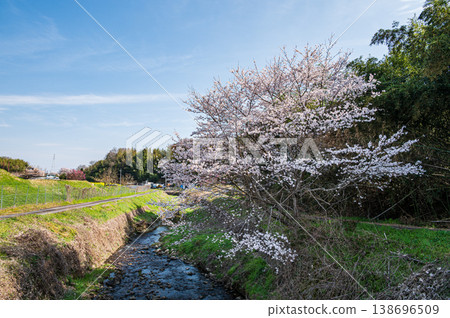Cherry blossoms blooming in the foothills, Ogi, Otsu City, Shiga Prefecture Cherry blossoms blooming in the foothills, Ogi, Otsu City, Shiga Prefecture 138696509