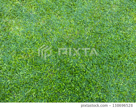 Green grass texture background, grass garden concept used for making green background football pitch, Grass Golf, green lawn pattern textured Green grass texture background, grass garden concept used for making green background football pitch, Grass Golf, green lawn pattern textured 138696528