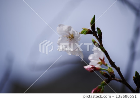 櫻花關門了 櫻花關門了 138696551
