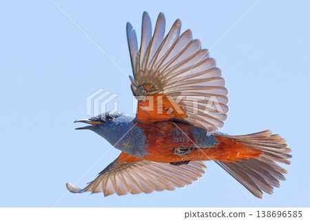 一隻雄性藍磯鶇邊飛邊鳴叫。 一隻雄性藍磯鶇邊飛邊鳴叫。 138696585