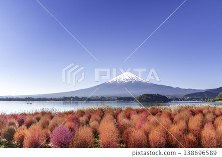 Mount Fuji with Kochia garden at Lake Kawaguchi in Autumn season. Mt Fujisan at Oishi Park, Yamanashi, Japan. Landmark for tourists attraction. Japan Travel, Destination, Vacation and Mount Fuji Day 138696589