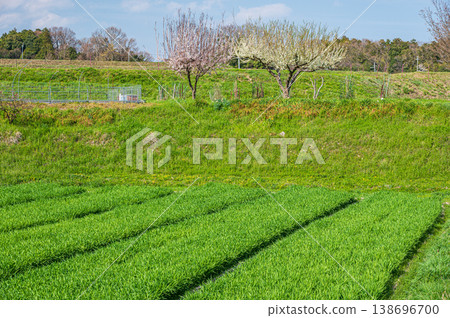 Springtime rural landscape, Ogi, Otsu City, Shiga Prefecture Springtime rural landscape, Ogi, Otsu City, Shiga Prefecture 138696700
