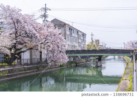 Cherry trees along the canal near Fujimori Station Cherry trees along the canal near Fujimori Station 138696731