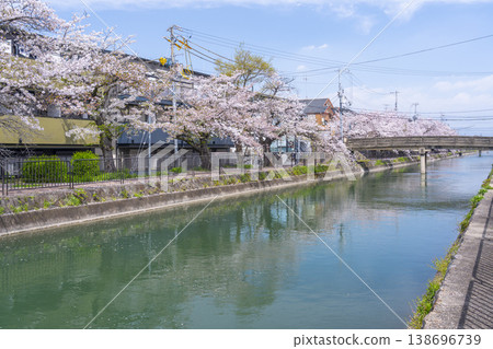 Cherry trees along the canal near Fujimori Station Cherry trees along the canal near Fujimori Station 138696739