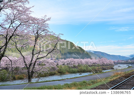 A photograph of a cherry blossom-lined street and the clear waters of the Nagara River shrouded in morning mist on a sunny day. [Gujō City, Gifu Prefecture] 138696765