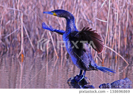 Cormorant spreading wings Cormorant spreading wings 138696869