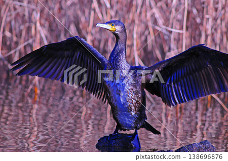 Cormorant spreading wings Cormorant spreading wings 138696876