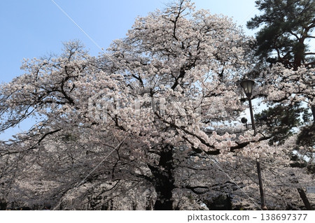 Cherry blossoms blooming on an old tree Cherry blossoms blooming on an old tree 138697377