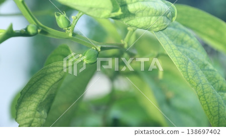 翼狀西番蓮花蕾 翼狀西番蓮花蕾 138697402