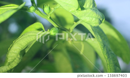 翼狀西番蓮花蕾 翼狀西番蓮花蕾 138697403