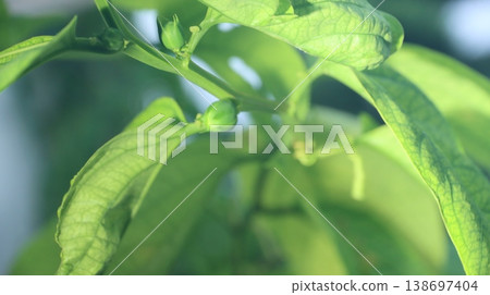 翼狀西番蓮花蕾 138697404