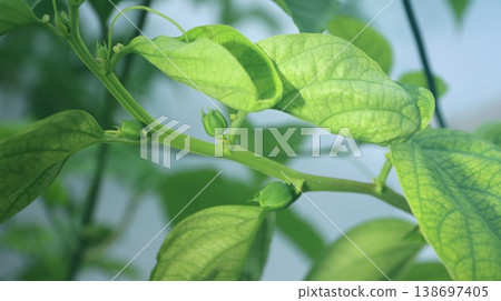 Passiflora alata buds Passiflora alata buds 138697405