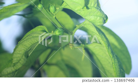 翼狀西番蓮花蕾 翼狀西番蓮花蕾 138697406