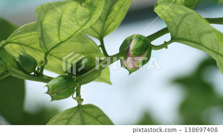 Passiflora alata buds 138697408