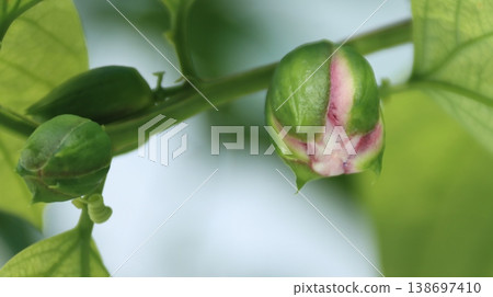 翼狀西番蓮花蕾 138697410