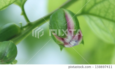 Passiflora alata buds 138697411