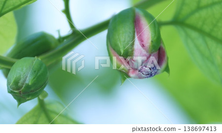 Passiflora alata buds Passiflora alata buds 138697413
