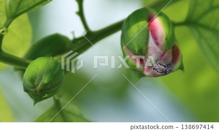 Passiflora alata buds 138697414