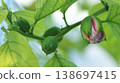 Passiflora alata buds Passiflora alata buds 138697415