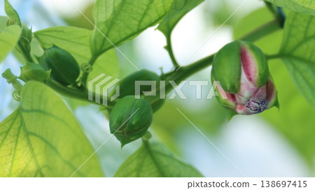 Passiflora alata buds 138697415