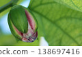 Passiflora alata buds beginning to swell Passiflora alata buds beginning to swell 138697416