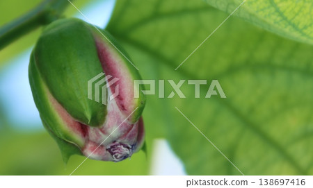 Passiflora alata buds beginning to swell 138697416