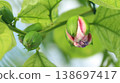 Passiflora alata buds Passiflora alata buds 138697417