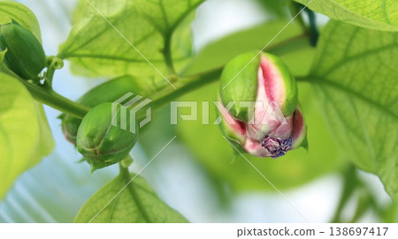 Passiflora alata buds 138697417