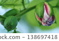 Passiflora alata buds Passiflora alata buds 138697418