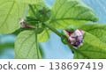 Passiflora alata buds Passiflora alata buds 138697419