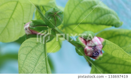 Passiflora alata buds 138697419