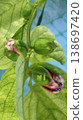 Passiflora alata is about to bloom Passiflora alata is about to bloom 138697420
