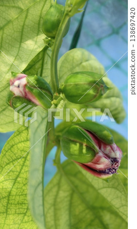 Passiflora alata is about to bloom 138697420