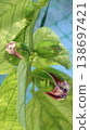Passiflora alata buds Passiflora alata buds 138697421