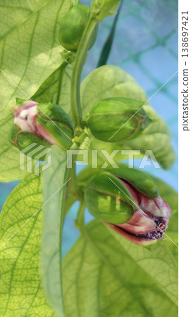 Passiflora alata buds Passiflora alata buds 138697421