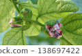 Passiflora alata is about to bloom Passiflora alata is about to bloom 138697422