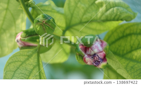 Passiflora alata is about to bloom 138697422