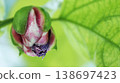 Passiflora alata is about to bloom Passiflora alata is about to bloom 138697423