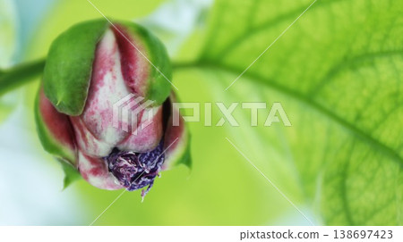 Passiflora alata is about to bloom 138697423