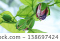 Passiflora alata buds Passiflora alata buds 138697424