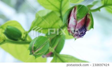 Passiflora alata buds 138697424